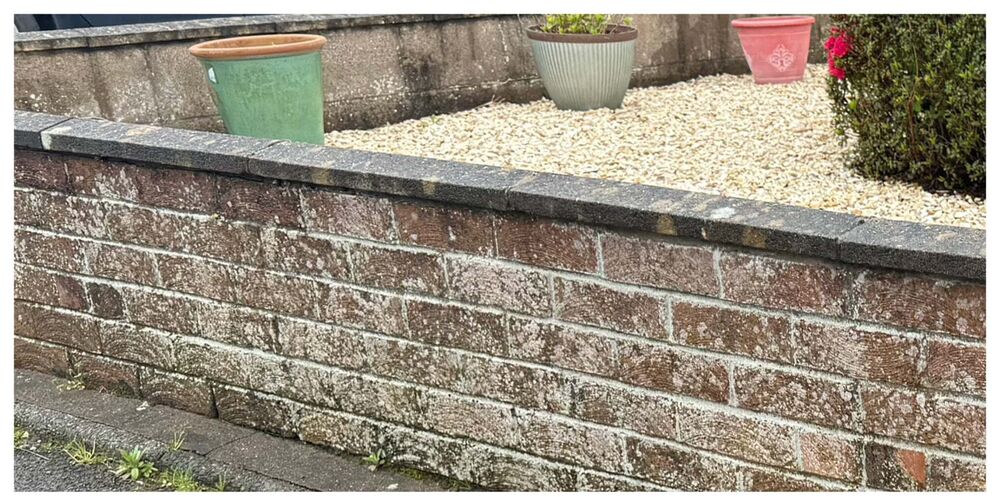 Lichen-crusted garden wall before cleaning